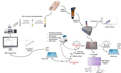 Environmental bisphenol A exposure triggers trained immunity-related pathways in monocytes